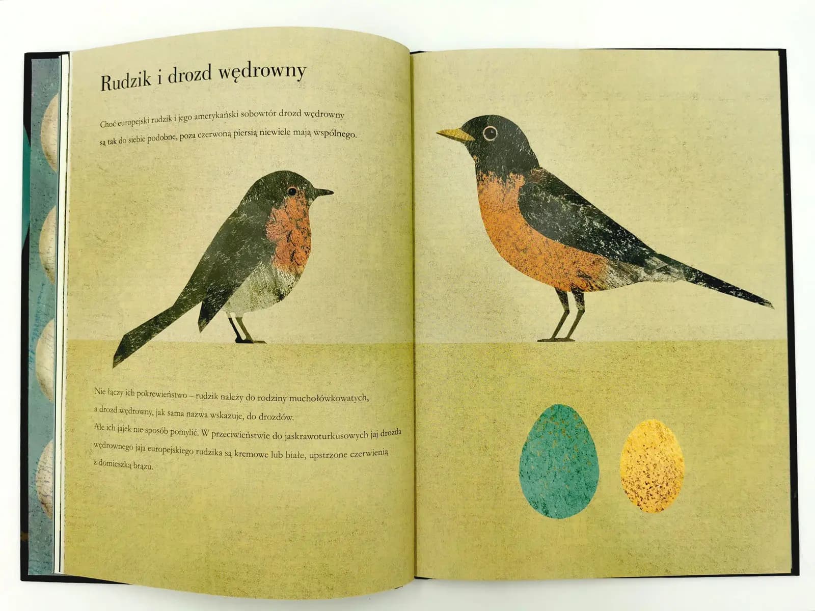 Jajko i Ptaki i ich pióra Britty Teckentrup