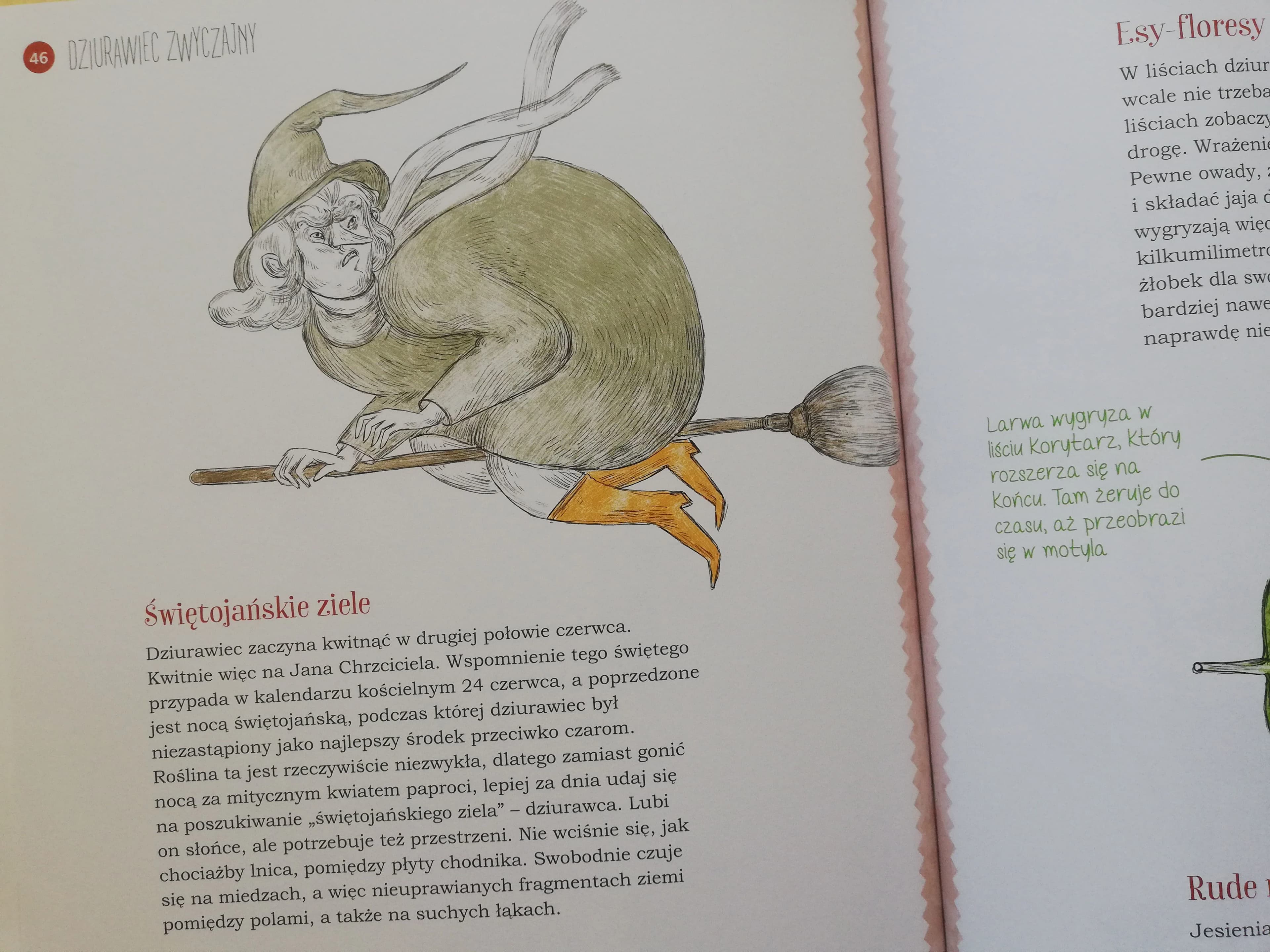 Mój pierwszy zielnik