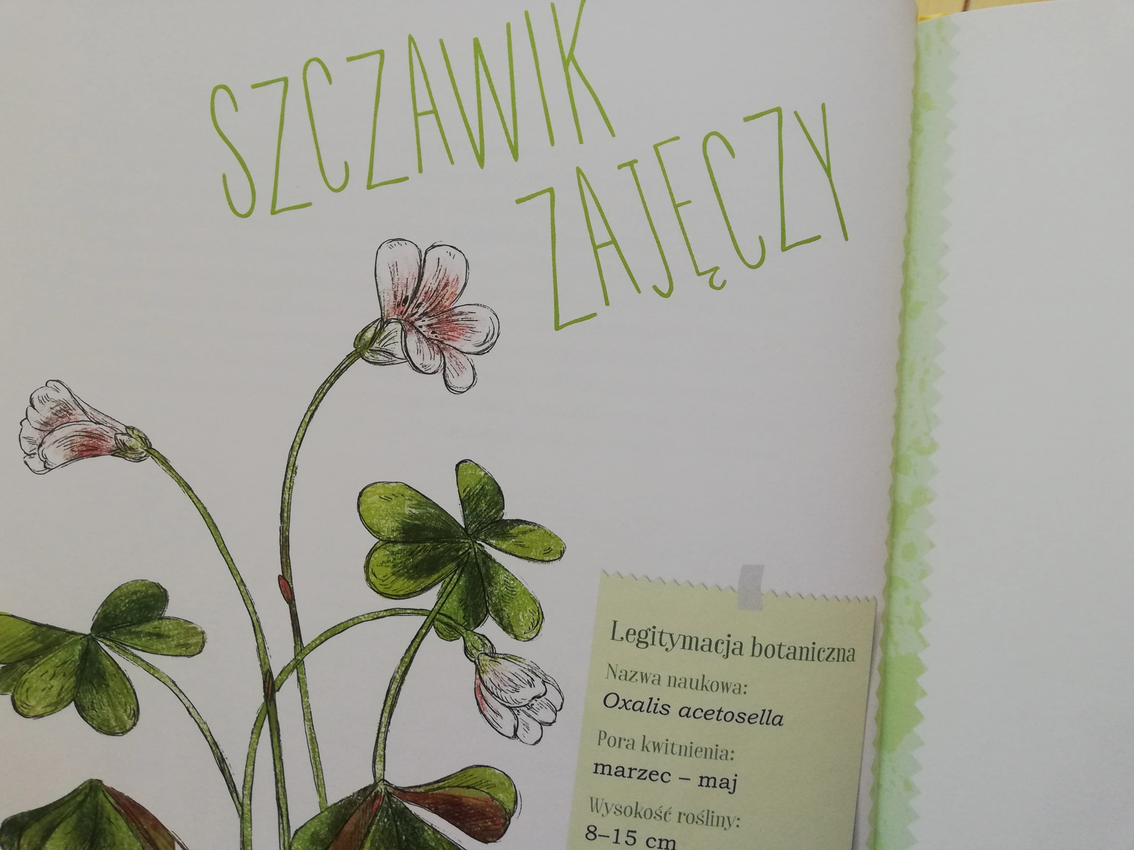Mój pierwszy zielnik