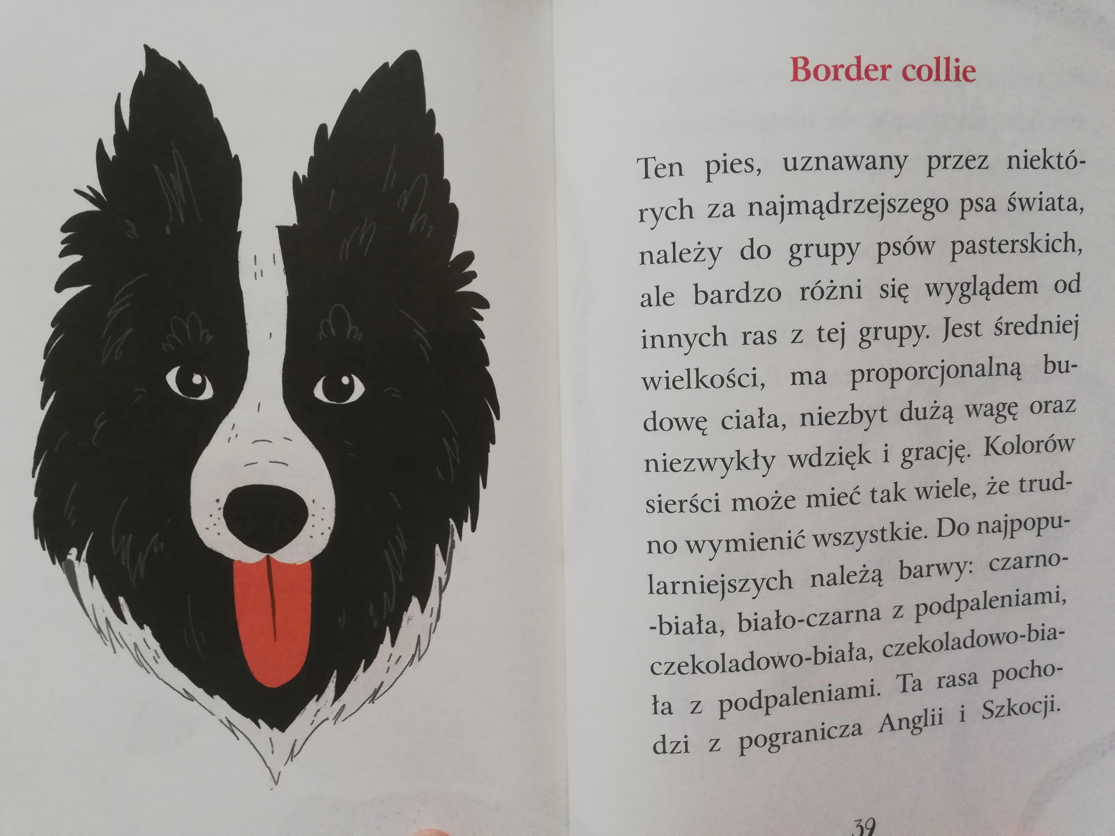 border colie